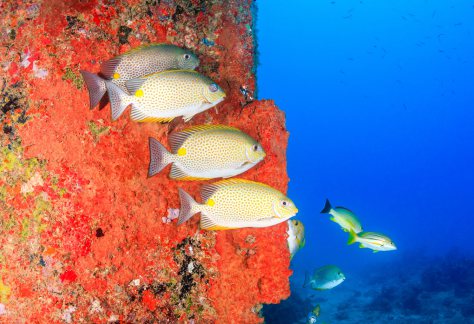Rigs to Reefs