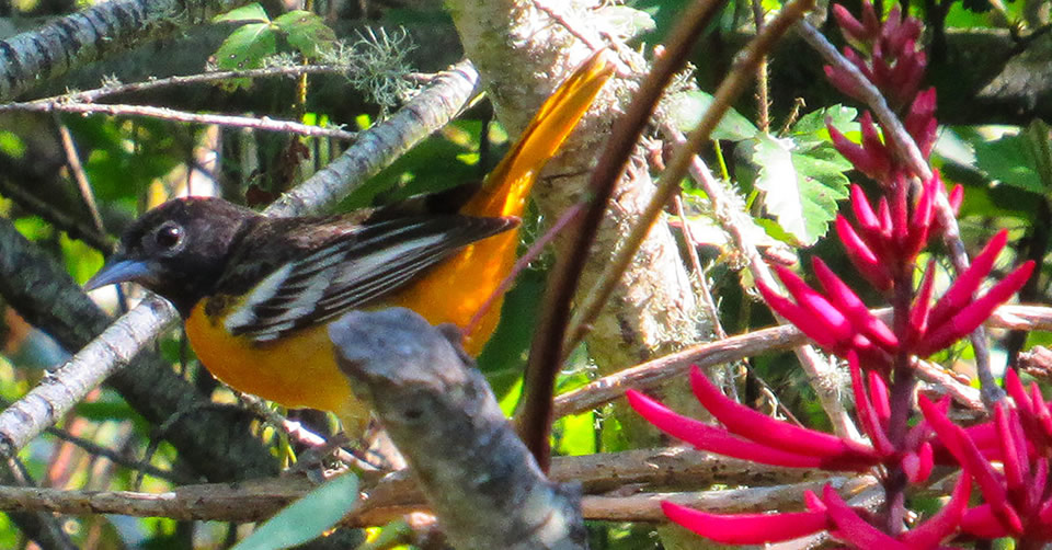 Baltimore Oriole