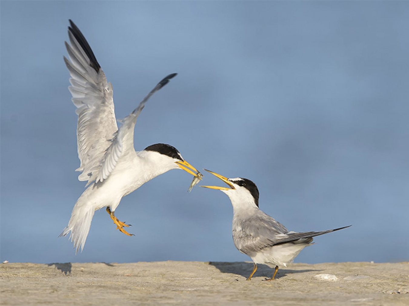 Least Terns by Susan Ellison