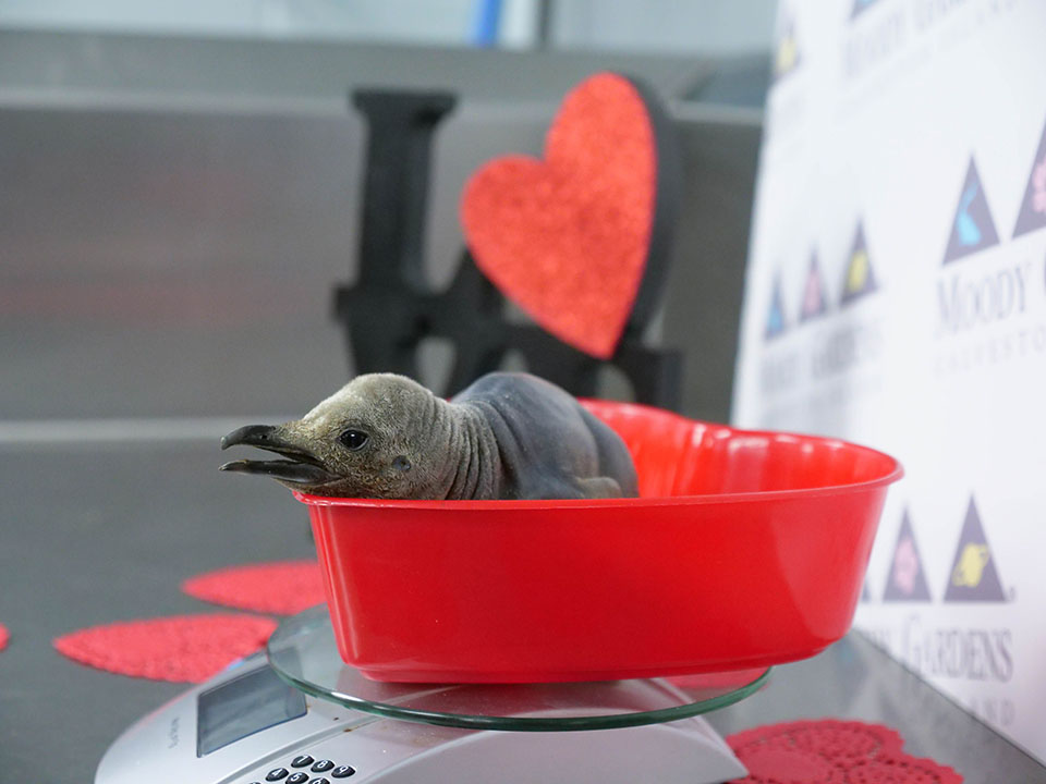 Penguin Chick at Moody Gardens