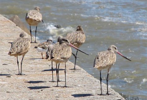 Shorebirds
