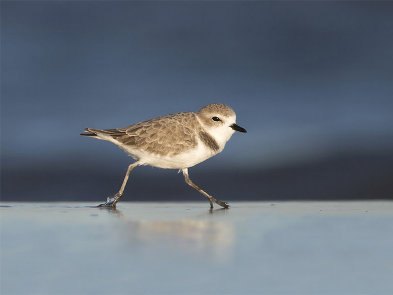 Snowy Plover by Susan Ellision