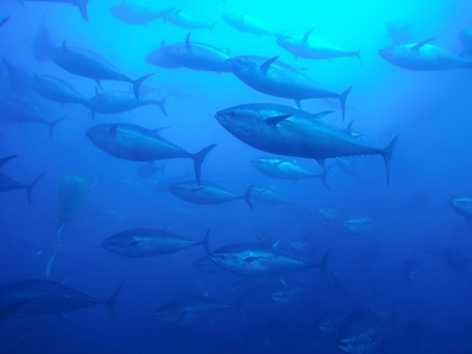Bluefin Tuna Bluefin Tuna