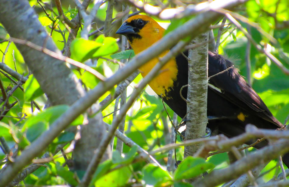 Yellow-headed Blackbird