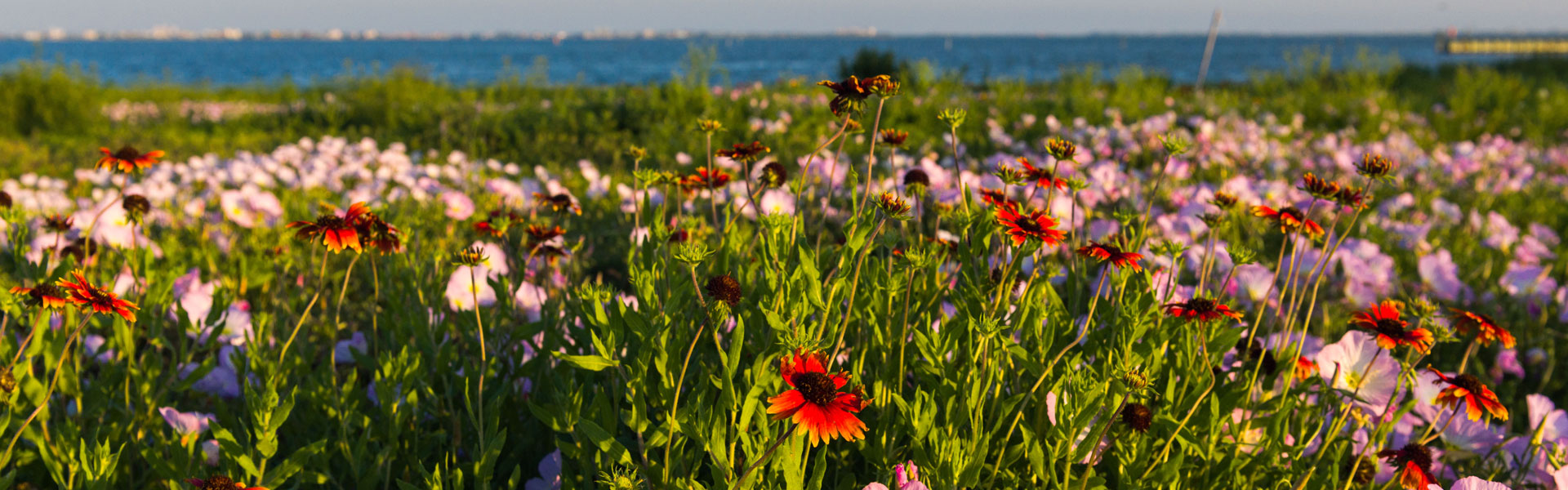 Spring Flowers, Galveston, TX