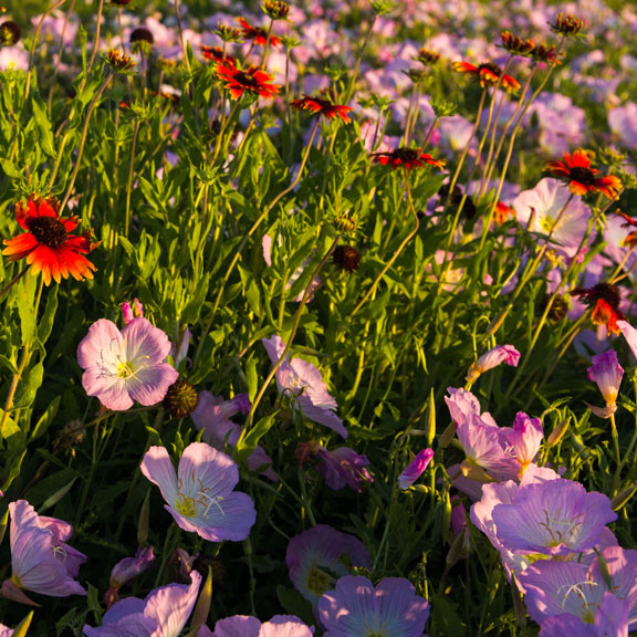 Spring Flowers, Galveston, TX