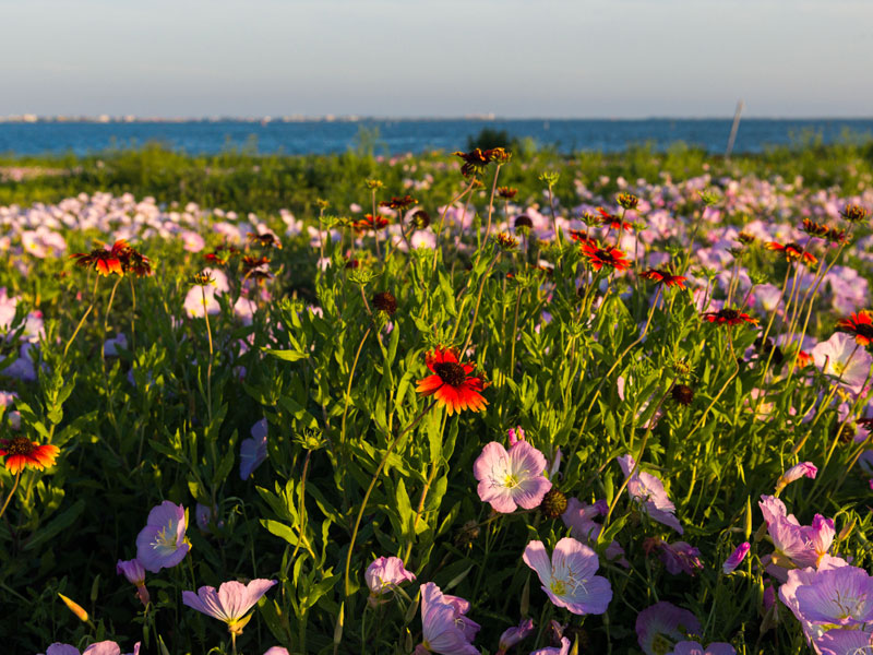 Spring Flowers