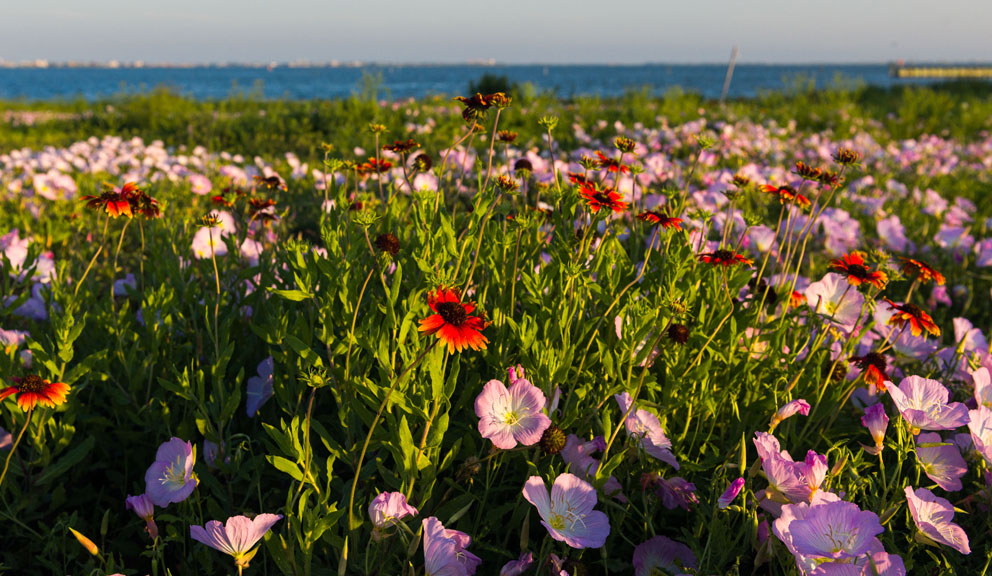 Spring Flowers, Galveston, TX