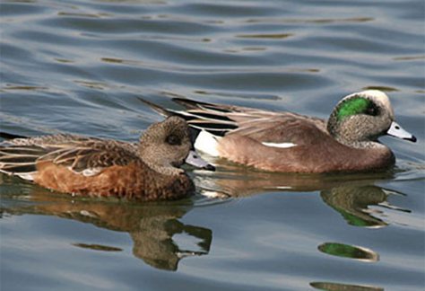 Waterfowl