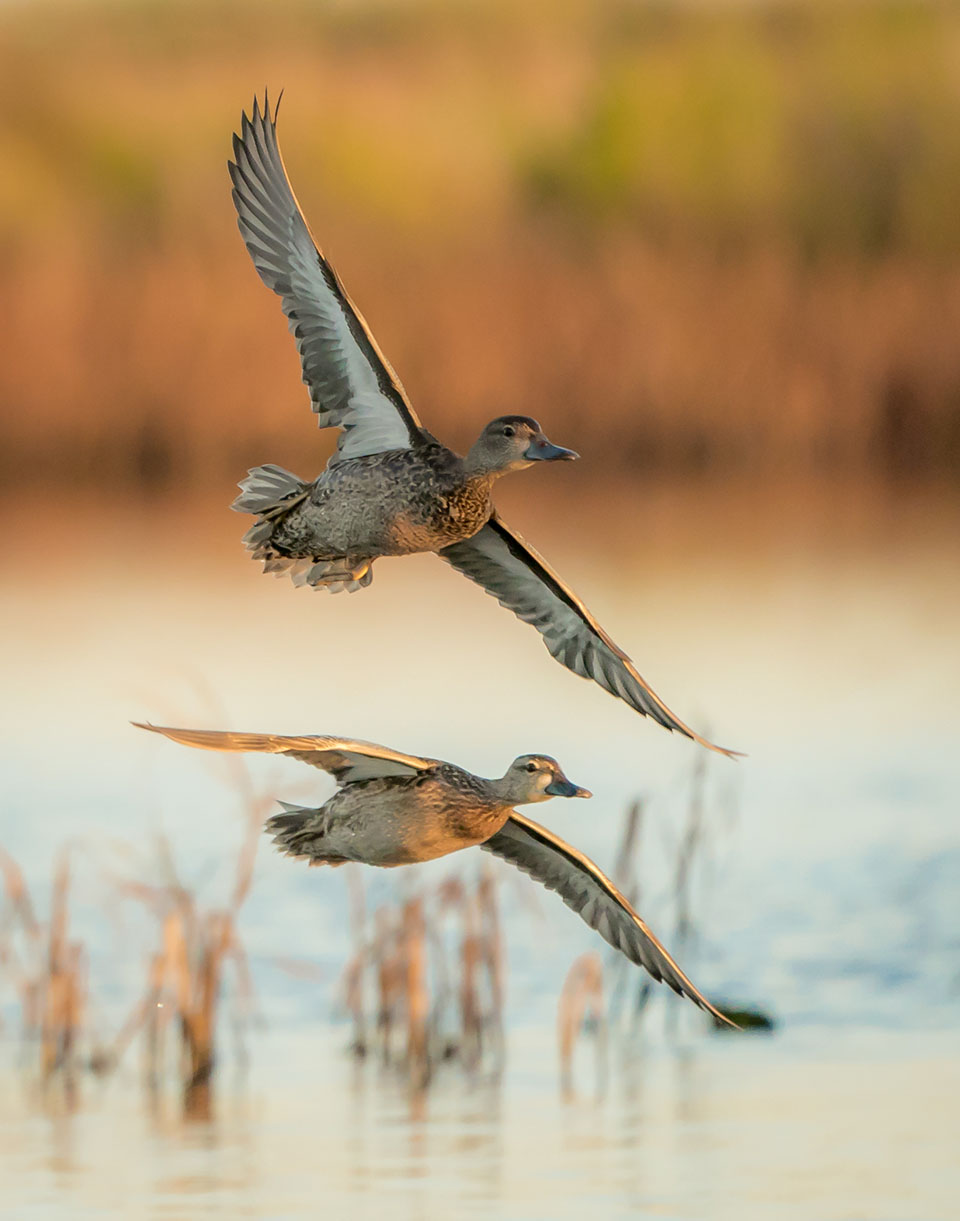 Blue-winged Teal by Gary Seloff