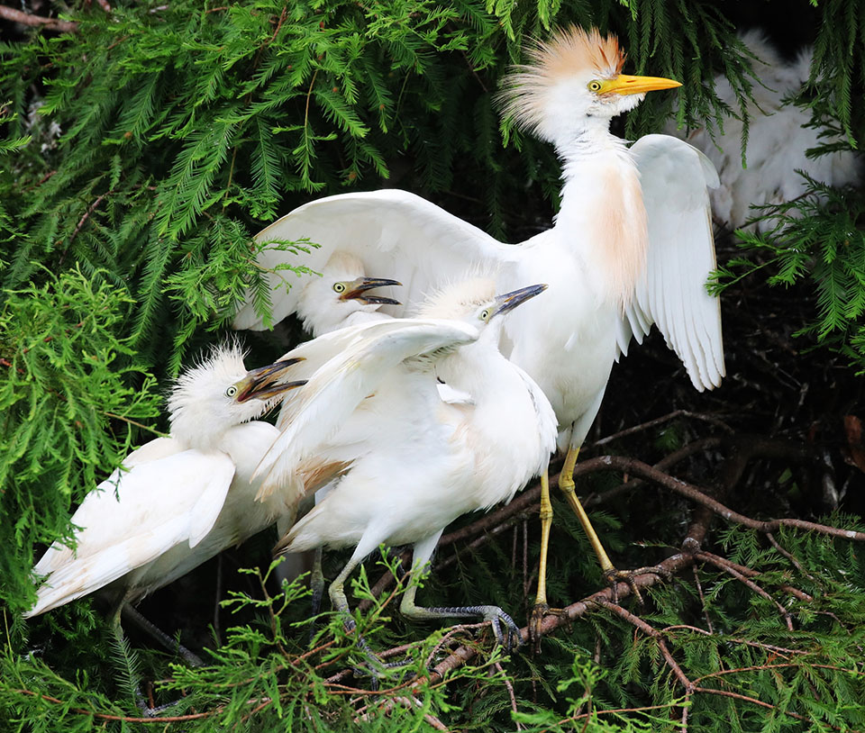 Cattle Egret by Deborah Repasz