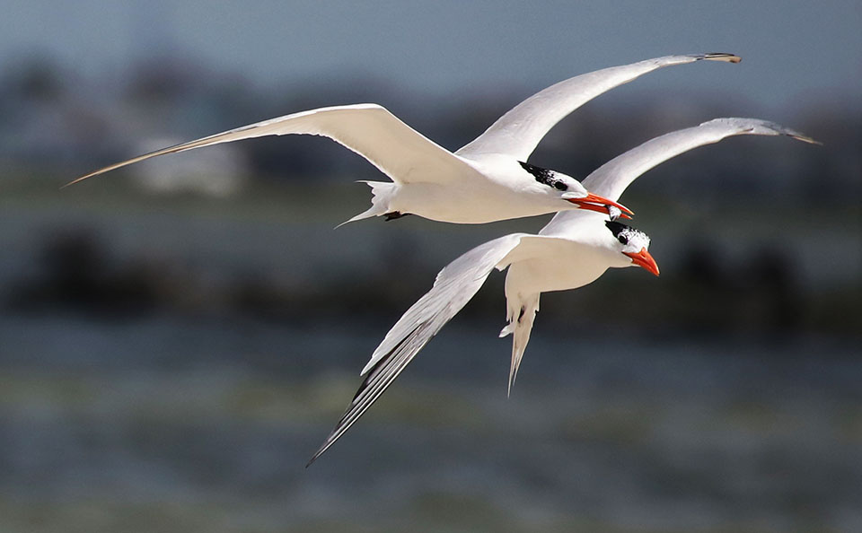 Forster's Tern by Deborah Repasz