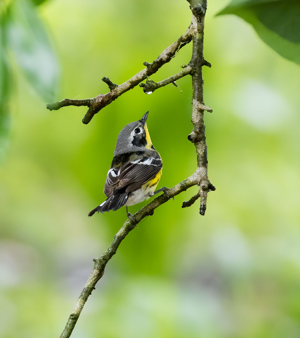 Magnolia Warbler by Barry Hatch