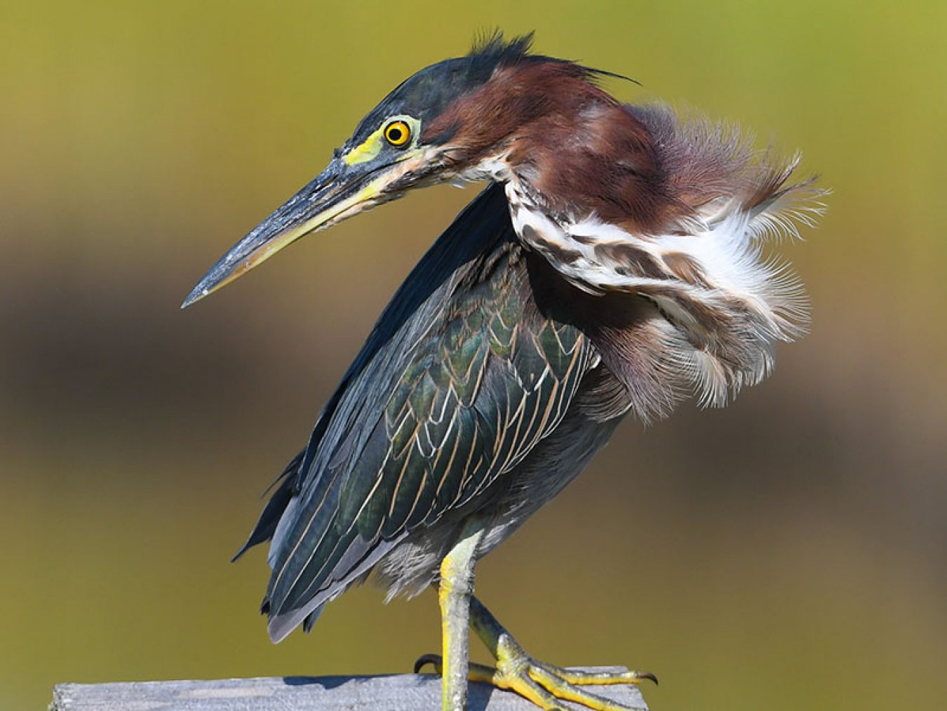 Green Heron by Lynne Hughes