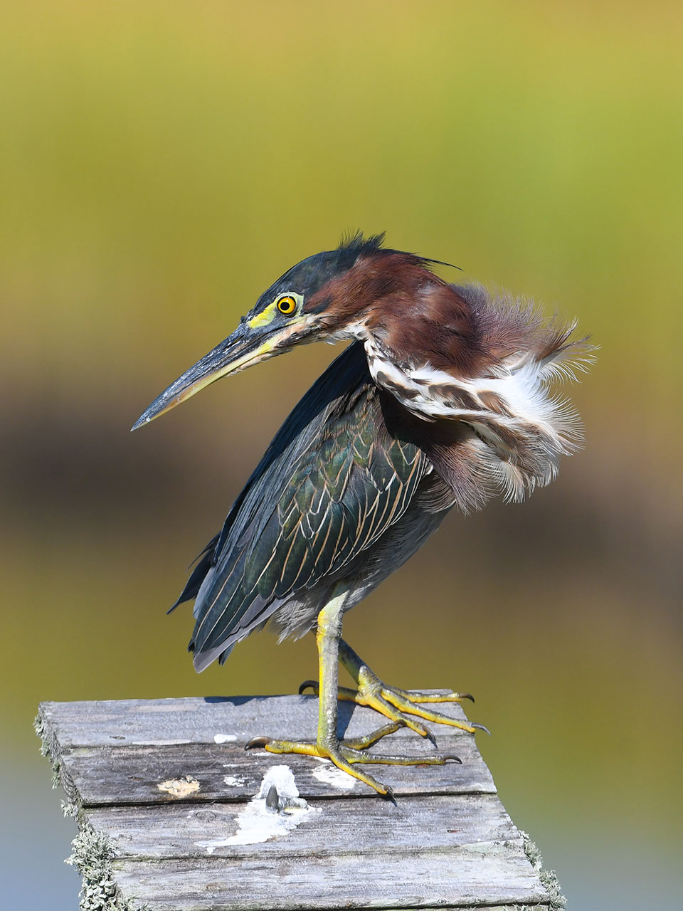 Green Heron by Lynne Hughes