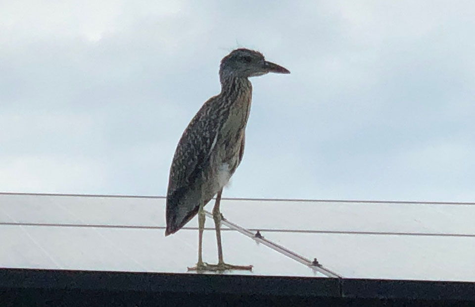 Juvenile Yellow-crowned Night-Heron