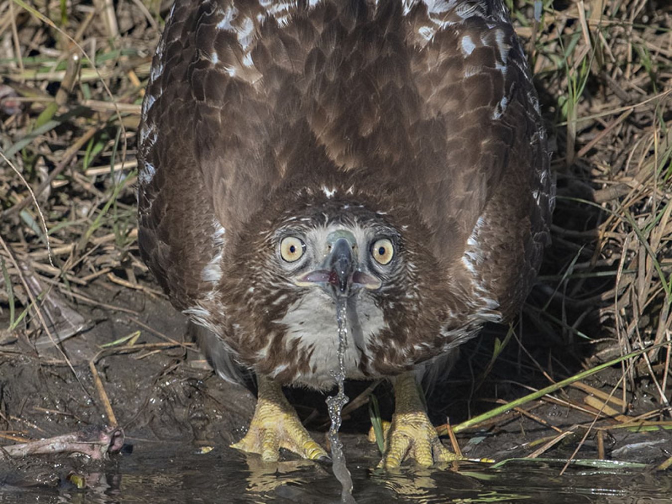 Red-tailed Hawk by Sandra Kroeger