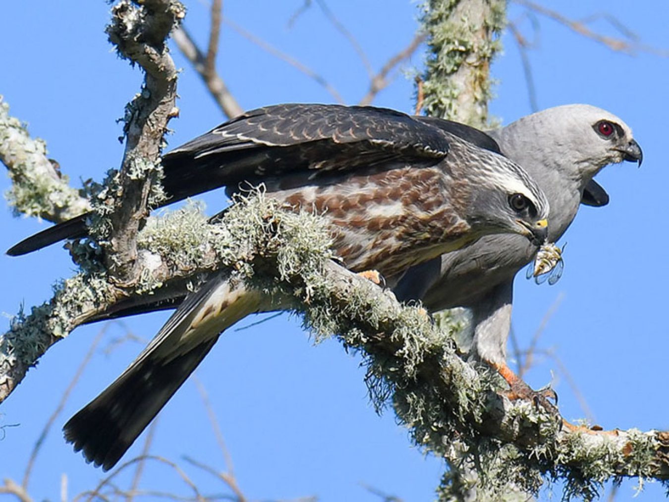 Mississippi Kite by Lynne Hughes