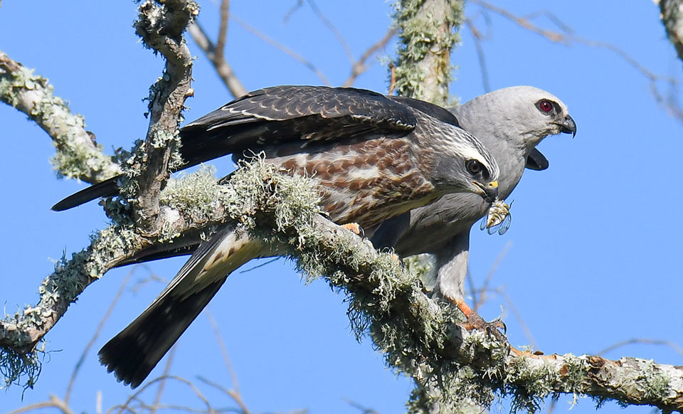 Mississippi Kite by Lynne Hughes