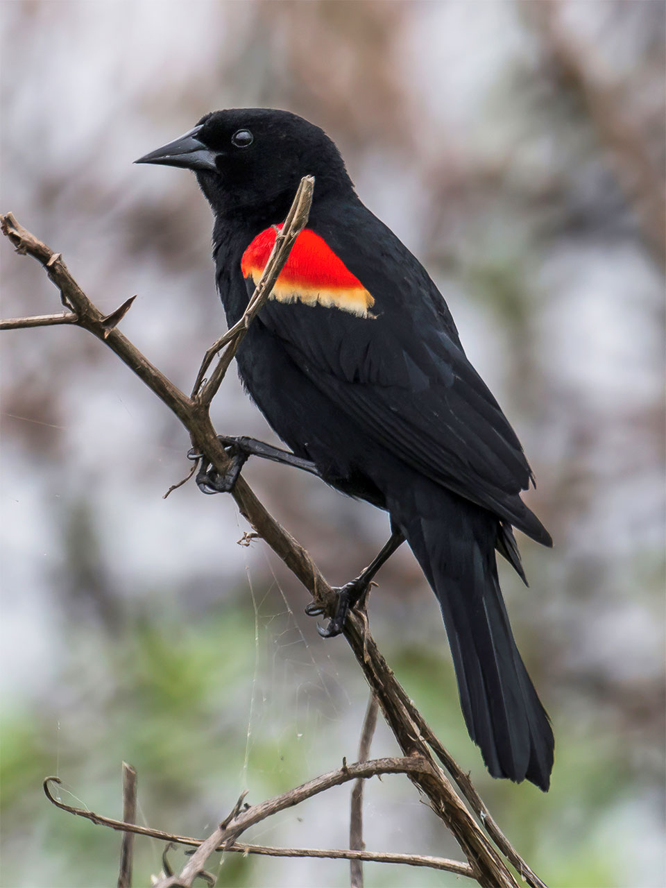 Red-winged Black Bird by Rose Pool