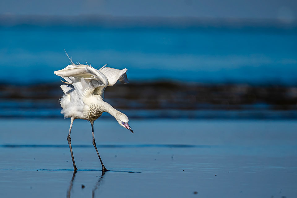 Reddish Egret by Carlos Guzman