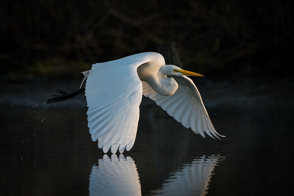 Great Egret by Gary Seloff