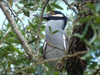 Yellow-crowned Night-Heron