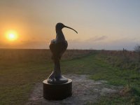 Eskimo Curlew at Sunset