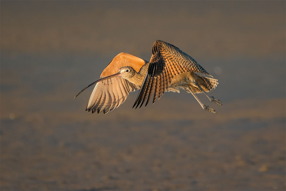 Long-billed Curlew by Gary Seloff