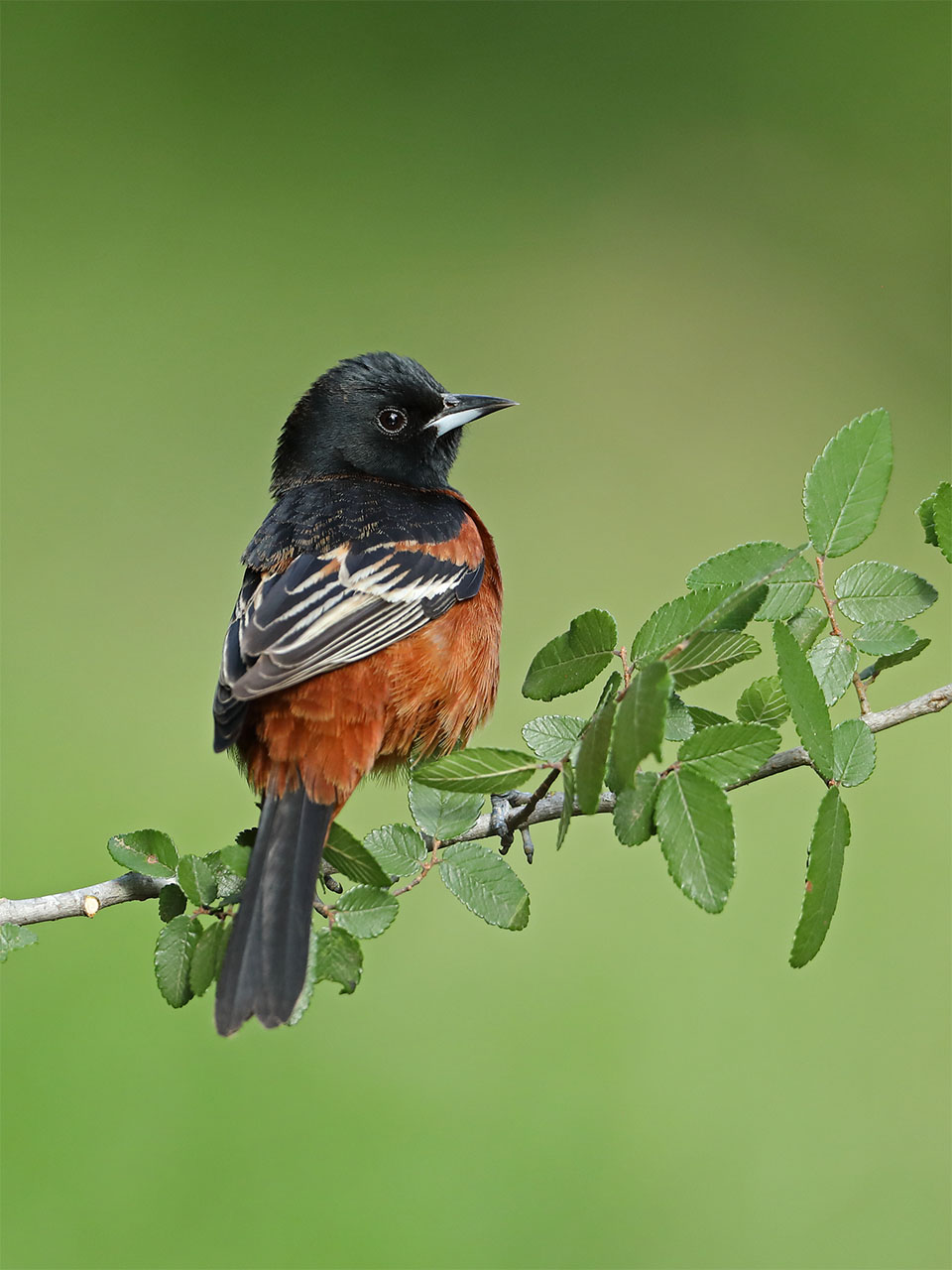Orchard Oriole by Anthony Louviere