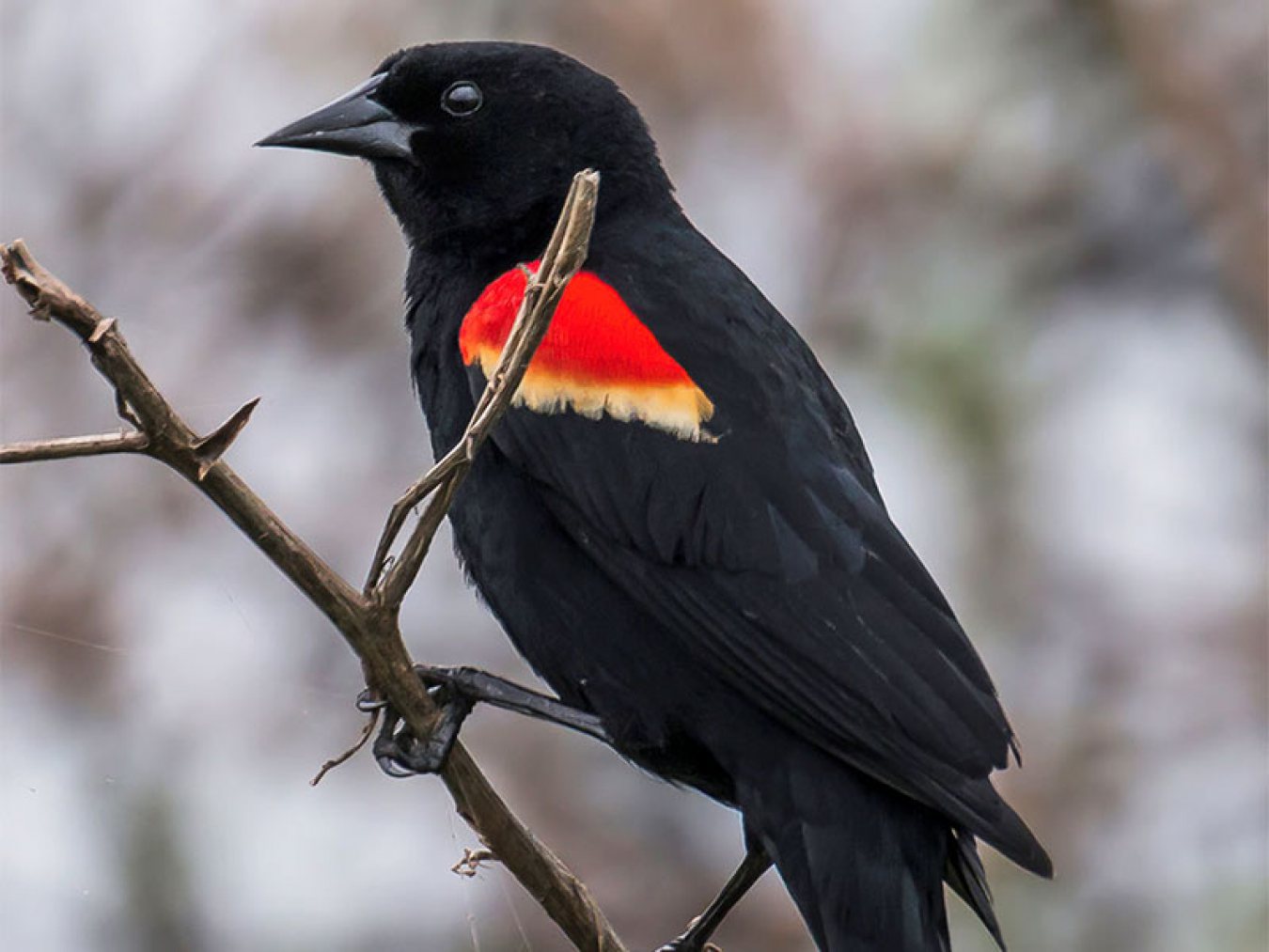 Red-winged Black Bird by Rose Pool