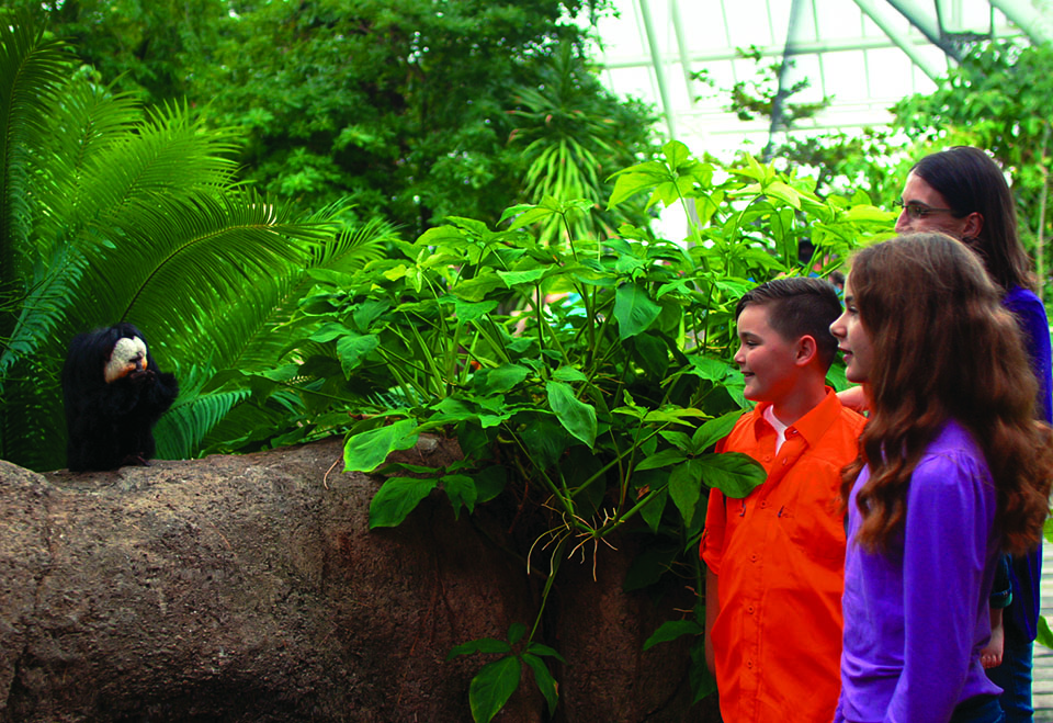 Saki and Kids in Rainforest Pyramid