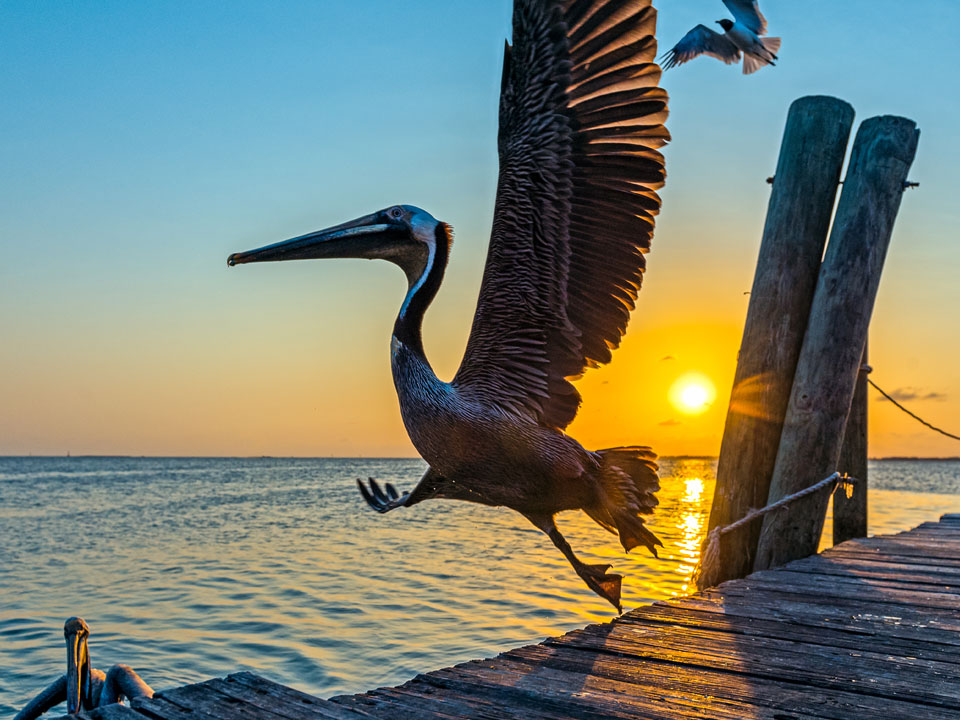 Pelican How to Spread Your Wings on Galveston Island