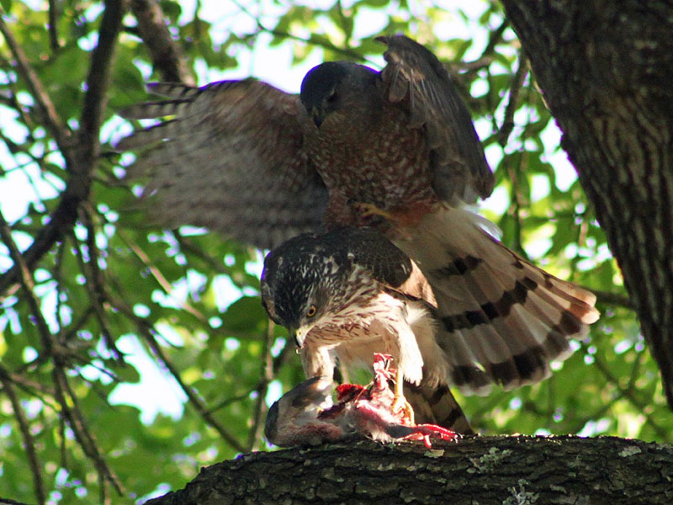 Pair of Cooper's Hawk