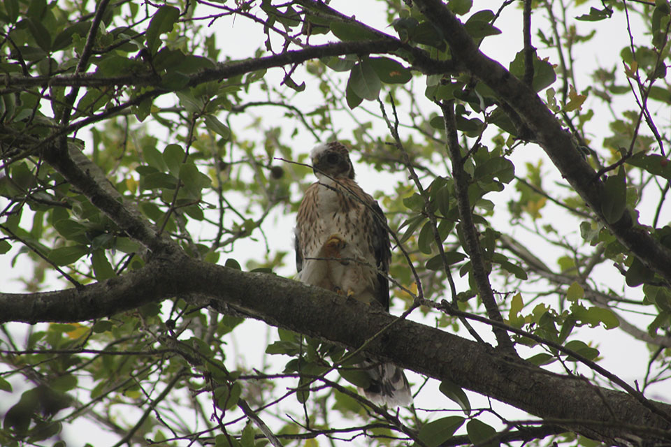 Cooper's Hawk Chick