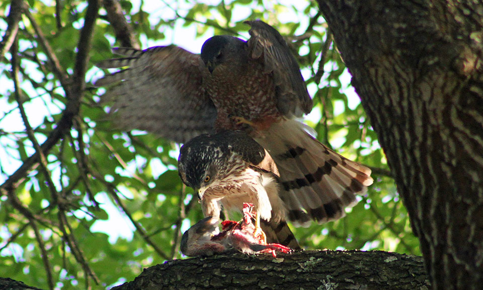 Pair of Cooper's Hawk