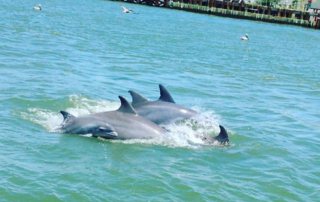 Baywatch Dolphin Tours