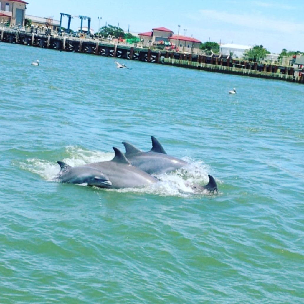 dolphin tours galveston