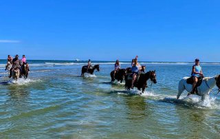 Galveston Island Horse and Pony Rides