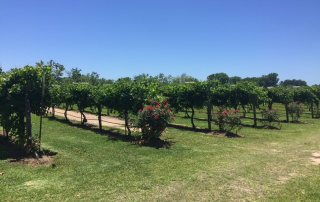 Haak Vineyards & Winery