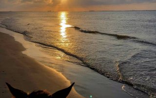 Galveston Island Horse and Pony Rides