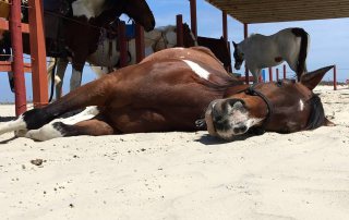 Galveston Island Horse and Pony Rides