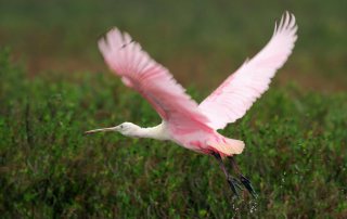 Galveston Island State Park