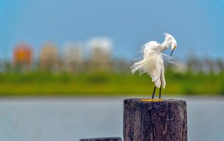 Birding Galveston Island