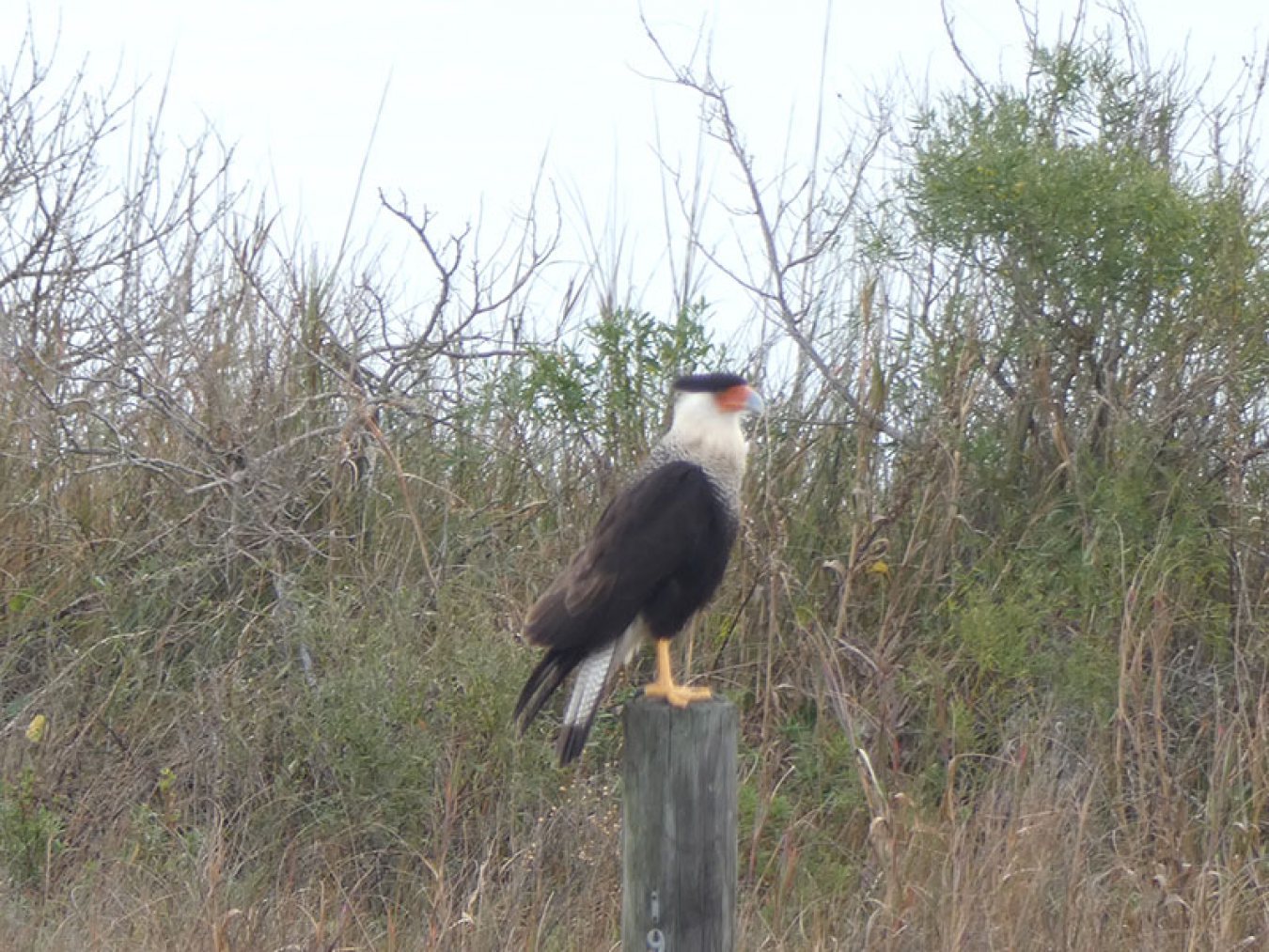 Crested Caracara on Post