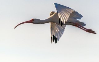 Soaring Over the Island