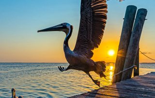 A Pelican Takes Wing