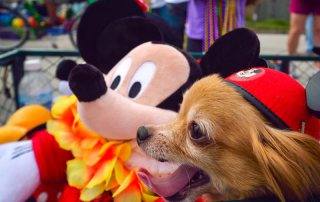 Pet Parade at Mardi Gras