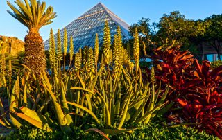 Moody Gardens Rainforest Pyramid