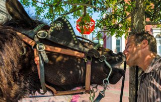 Carriage Rides on The Strand